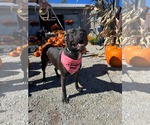 Small Photo #3 American Pit Bull Terrier-Unknown Mix Puppy For Sale in Germantown, OH, USA