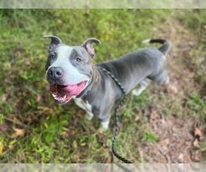 American Pit Bull Terrier Dogs for adoption in Charlotte, NC, USA