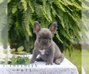 French Bulldog Puppy for sale in NARVON, PA, USA
