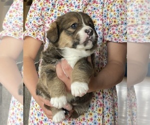 Bernese Mountain Dog-Pembroke Welsh Corgi Mix Puppy for sale in PALMYRA, ME, USA