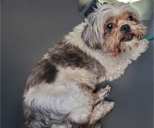 Shih Tzu Dogs for adoption in Fort Lauderdale, FL, USA