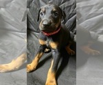 Small Photo #12 Doberman Pinscher Puppy For Sale in MILL SPRING, NC, USA