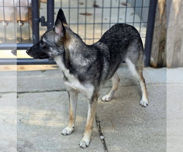 Medium Photo #3 German Shepherd Dog-Unknown Mix Puppy For Sale in Woodsfield, OH, USA