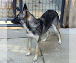 Small #2 German Shepherd Dog Mix