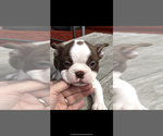 Small #2 Boston Terrier