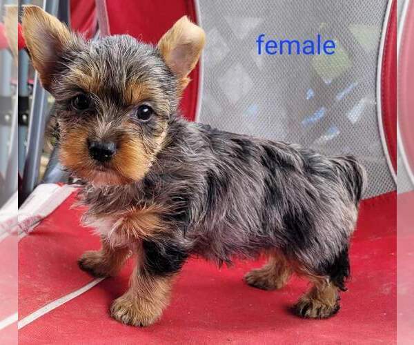 Medium Photo #1 Yorkshire Terrier Puppy For Sale in CONKLIN, NY, USA