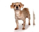 Small #2 ShihPoo