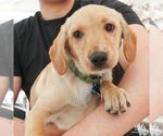 Small #3 Labrador Retriever Mix