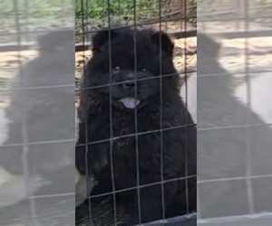 Chow Chow Puppy for sale in CHARLOTTE, NC, USA