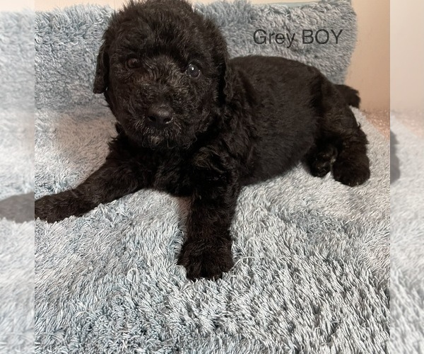 Medium Photo #2 Airedoodle Puppy For Sale in COLUMBIA, SC, USA
