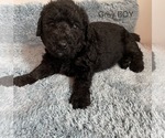 Small Photo #2 Airedoodle Puppy For Sale in COLUMBIA, SC, USA