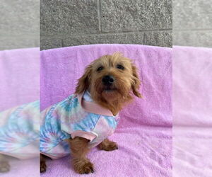 - Mix Dogs for adoption in Fremont, CA, USA