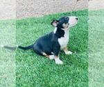 Small Photo #11 Miniature Bull Terrier Puppy For Sale in POMPANO BEACH, FL, USA