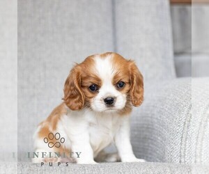 Cavalier King Charles Spaniel Puppy for sale in NARVON, PA, USA