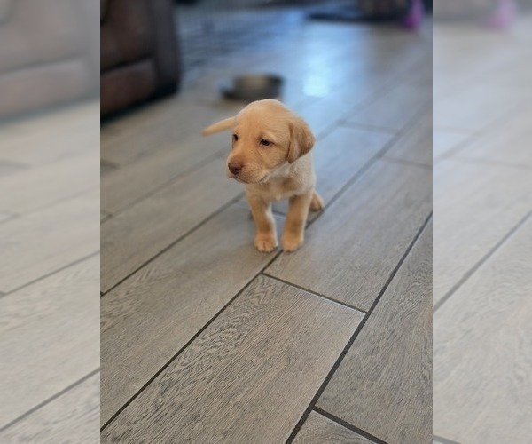 Medium Photo #8 Labrador Retriever Puppy For Sale in SHELBYVILLE, IN, USA