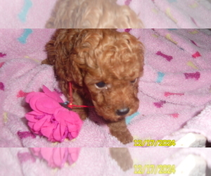 Poodle (Toy) Puppy for sale in DULUTH, GA, USA