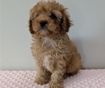 Puppy King Cavapoo