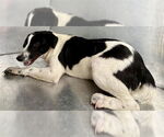 Small Border Collie Mix