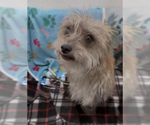 Medium Photo #3 Mutt Puppy For Sale in Redlands, CA, USA