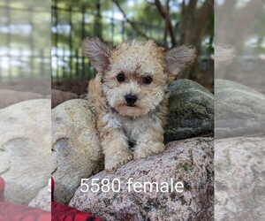 Yo-Chon Puppy for sale in CLARE, IL, USA