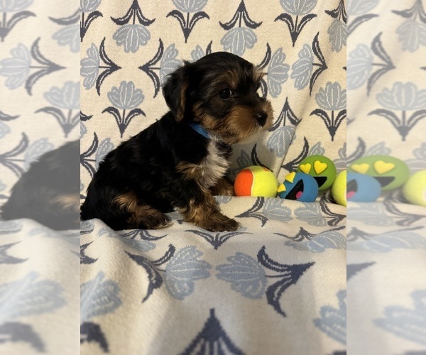 Medium Photo #4 Yorkshire Terrier Puppy For Sale in NORMAN, OK, USA