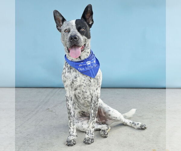 Medium Photo #2 Mutt Puppy For Sale in Pasadena, CA, USA