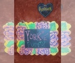 Small Photo #64 Yorkshire Terrier Puppy For Sale in AKRON, OH, USA