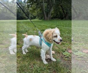 Cocker Spaniel Puppy for sale in ROMULUS, MI, USA