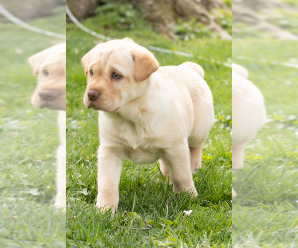 Medium Photo #6 Cocker-Pei Puppy For Sale in MILLERSBURG, IN, USA