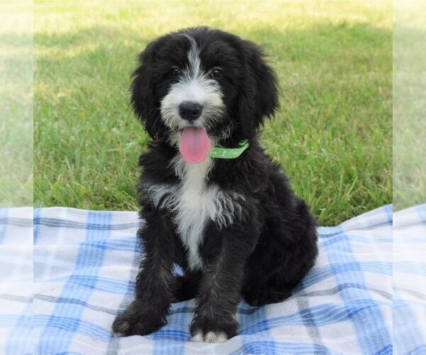 Medium Photo #1 Sheepadoodle Puppy For Sale in COSHOCTON, OH, USA