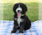 Small Photo #1 Sheepadoodle Puppy For Sale in COSHOCTON, OH, USA