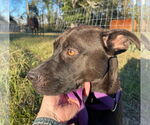 Small #7 Labrador Retriever Mix