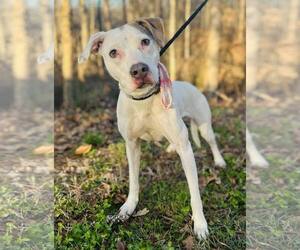 Mutt Dogs for adoption in Clarkesville, GA, USA