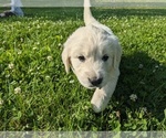 Small Photo #14 English Cream Golden Retriever Puppy For Sale in WOOSTER, OH, USA