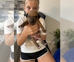 Small #6 Rhodesian Ridgeback