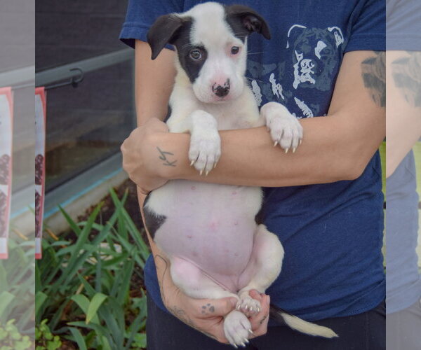 Medium Photo #4 American Staffordshire Terrier-Border Collie Mix Puppy For Sale in Huntley, IL, USA