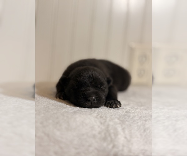 Medium Photo #2 Siberian Husky Puppy For Sale in HEMET, CA, USA