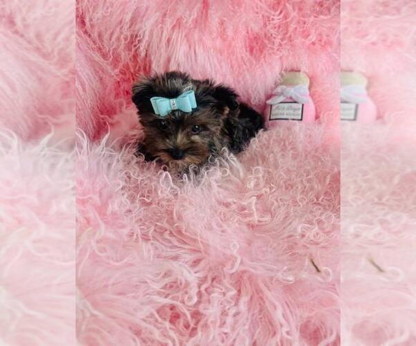 Medium Photo #18 Yorkshire Terrier Puppy For Sale in TAMPA, FL, USA