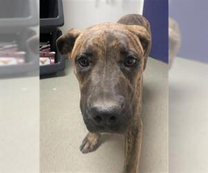 Mastiff Dogs for adoption in Bakersfield, CA, USA