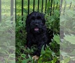 Puppy Sambo Cock-A-Poo