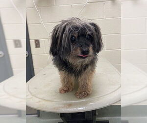 Poodle (Miniature)-Unknown Mix Dogs for adoption in Lee's Summit, MO, USA