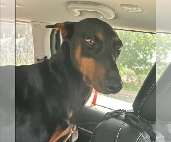 Medium Photo #3 Doberman Pinscher Puppy For Sale in Buffalo, MN, USA