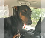 Small #2 Doberman Pinscher