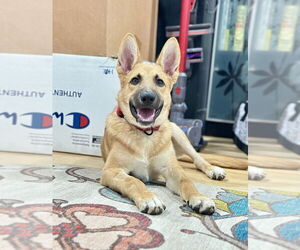 Medium German Shepherd Dog Mix