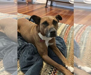 Zaria - Female Boxer-Unknown Mix Dog for Adoption - Photo #5