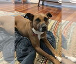 Small #4 Boxer Mix