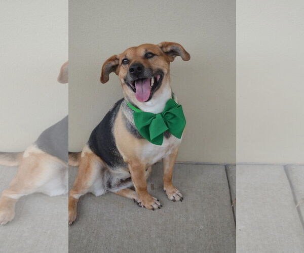Medium Photo #2 Beagle-Unknown Mix Puppy For Sale in McKinney, TX, USA
