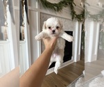 Puppy Lucy Shih Tzu