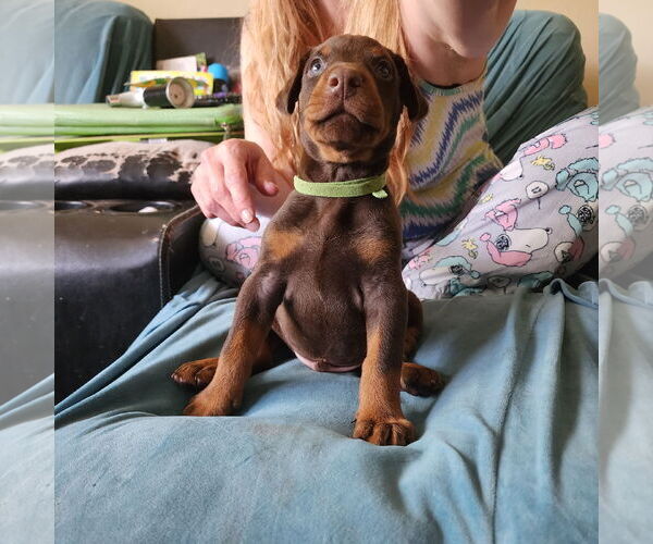 Medium Photo #1 Doberman Pinscher Puppy For Sale in Buffalo, MN, USA