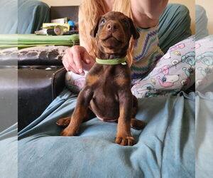 Doberman Pinscher Dogs for adoption in Buffalo, MN, USA